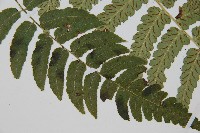 深山雙蓋蕨藏品圖，第3張