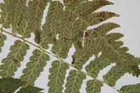 深山雙蓋蕨藏品圖，第4張