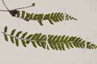 複齒鐵角蕨藏品圖，第3張