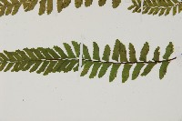 複齒鐵角蕨藏品圖，第5張