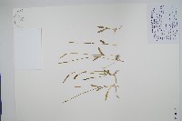 狹葉瓶爾小草藏品圖，第1張