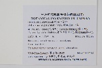 狹葉瓶爾小草藏品圖，第2張