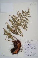 闊葉鱗毛蕨藏品圖，第1張