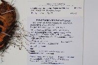 闊葉鱗毛蕨藏品圖，第2張