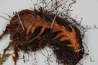 闊葉鱗毛蕨藏品圖，第3張