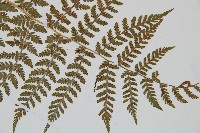 闊葉鱗毛蕨藏品圖，第5張