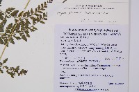 三回蹄蓋蕨藏品圖，第2張