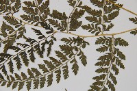 三回蹄蓋蕨藏品圖，第3張