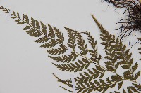 三回蹄蓋蕨藏品圖，第4張