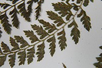 三回蹄蓋蕨藏品圖，第5張