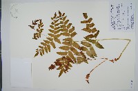 紫萁藏品圖，第1張