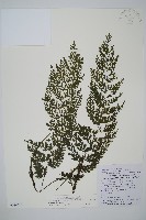 南海瓶蕨藏品圖，第1張