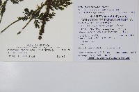 南海瓶蕨藏品圖，第2張