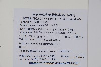 車前蕨藏品圖，第2張