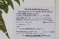 光葉凸軸蕨藏品圖，第2張