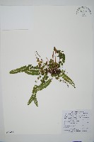 圓葉陵齒蕨藏品圖，第1張