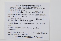 圓葉陵齒蕨藏品圖，第2張