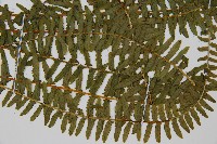 岩穴蕨藏品圖，第3張