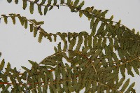 岩穴蕨藏品圖，第4張