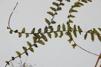 岩穴蕨藏品圖，第5張