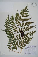 長苞雙蓋蕨、鱗柄雙蓋蕨藏品圖，第1張