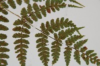 長苞雙蓋蕨、鱗柄雙蓋蕨藏品圖，第3張