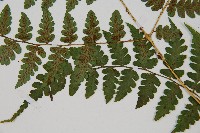 長苞雙蓋蕨、鱗柄雙蓋蕨藏品圖，第4張