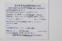 木賊葉石松藏品圖，第1張