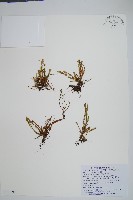 梳葉蕨藏品圖，第1張