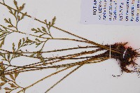 威氏鐵角蕨藏品圖，第3張