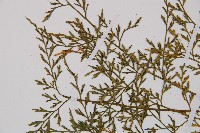 威氏鐵角蕨藏品圖，第4張