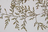 威氏鐵角蕨藏品圖，第5張