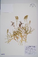 地刷子、多穗石松藏品圖，第1張