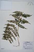 生芽蹄蓋蕨藏品圖，第1張