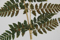 生芽蹄蓋蕨藏品圖，第3張