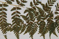 生芽蹄蓋蕨藏品圖，第4張