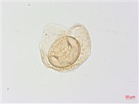 生芽蹄蓋蕨藏品圖，第4張