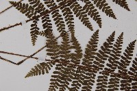 川上氏肋毛蕨藏品圖，第2張