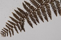 川上氏肋毛蕨藏品圖，第3張