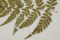 阿里山蹄蓋蕨藏品圖，第3張