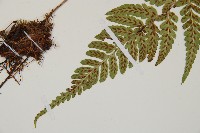 阿里山蹄蓋蕨藏品圖，第4張