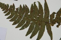 樸氏雙蓋蕨、毛柄蹄蓋蕨藏品圖，第4張