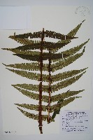 瓦氏鱗毛蕨藏品圖，第1張