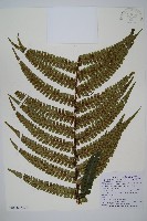 瓦氏鱗毛蕨藏品圖，第3張