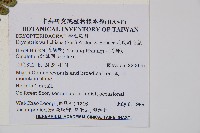 瓦氏鱗毛蕨藏品圖，第4張