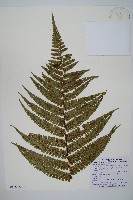 瓦氏鱗毛蕨藏品圖，第5張