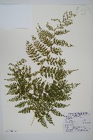 毛苞擬複葉耳蕨藏品圖，第1張