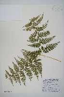 毛苞擬複葉耳蕨藏品圖，第3張