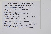 毛苞擬複葉耳蕨藏品圖，第4張