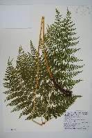 毛苞擬複葉耳蕨藏品圖，第5張